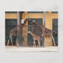 Suche nach kleine giraffe postkarten Giraffen
