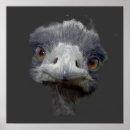 Suche nach vogel strauß poster Wild