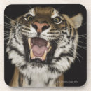 Recherche de vue face dessous de verres Tir de studio