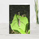 Suche nach betender mantis karten Fotografie
