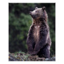 Suche nach großer wilder bär poster Wild lebende tiere