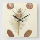 Recherche de coquilles de mer horloges Nature