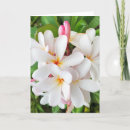 Suche nach plumeria karten Frangipani