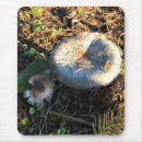 Recherche de champignons tapis souris Chute