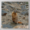 Suche nach murmeltiere poster Natur