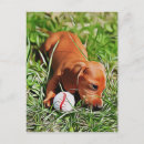 Recherche de chien teckel cartes postales Amoureux des chiens