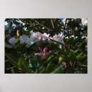 Suche nach rosa blume poster Blumenreich