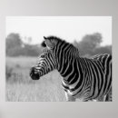 Recherche de zebras posters Animaux