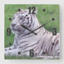 Recherche de tigre sauvage horloges Nature