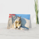 Suche nach graues eichhörnchen karten Wildtiere