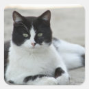 Recherche de chat domestique autocollants Tuxedo