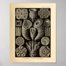 Suche nach ernst haeckel poster Ozean