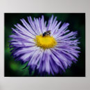 Suche nach lila aster poster Natur