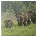 Suche nach indischer elefant fliesen Corbett nationalpark