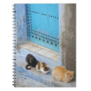 Recherche de maroc carnets Chefchaouen