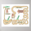 Suche nach human body poster Science