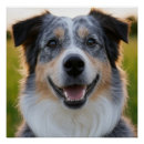 Recherche de un animal posters Animaux domestiques