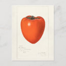 Suche nach vintage frucht postkarten Orange