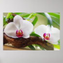 Suche nach orchidee poster Fotografie