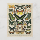 Recherche de histoire naturelle cartes postales Papillon