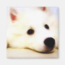 Suche nach eskimo magnete Hund