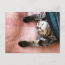 Suche nach sleeping kitten poster Relaxation