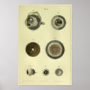 Recherche de organes humains posters Anatomie