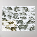 Recherche de rongeur posters Souris
