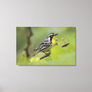 Suche nach singvögel leinwandbilder Singvogel