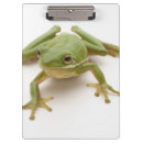 Recherche de grenouille porte blocs Animaux