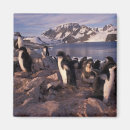 Suche nach wildtiere magnete Kalt