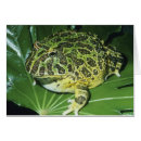 Recherche de ornata Sauvage