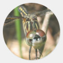 Recherche de ailes de libellule autocollants Nature