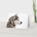 Suche nach sibirischer husky karten Malamute