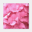 Suche nach hydrangeas magnete Rosa