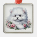 Recherche de coton de tulears Blanc