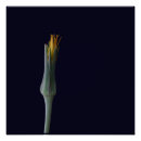 Suche nach beauty poster Elegant