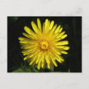 Suche nach dandelion postkarten Lüster