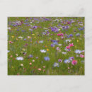 Recherche de campagne vœux cartes Fleur sauvage