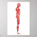 Recherche de fibres musculaires posters Illustrations biomédicales