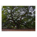 Recherche de chêne posters Arbre