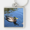 Recherche de ondulations photographie Canard