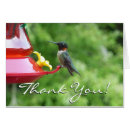 Recherche de colibri photographie Nature