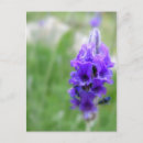 Recherche de de lavande cartes postales Nature