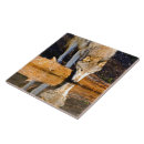 Suche nach grauer wolf fliesen Wild lebende tiere