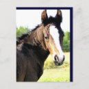 Recherche de chevaux bleus cartes postales Pour eux