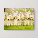 Recherche de lapin accessoires Drôle