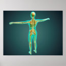 Suche nach pelvis poster Menschlich