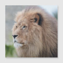 Recherche de roi des bêtes cartes postales Sauvage