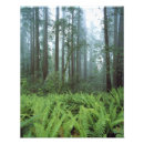 Suche nach waldboden poster Baum